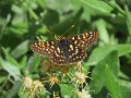 (57)Anicia Checkerspot